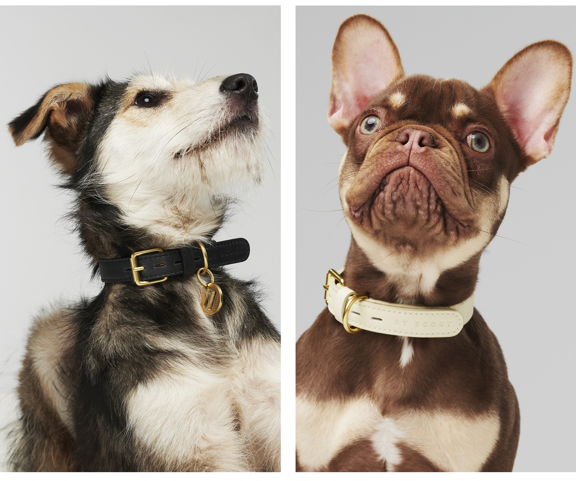Fotografie honden en product voor By Scout